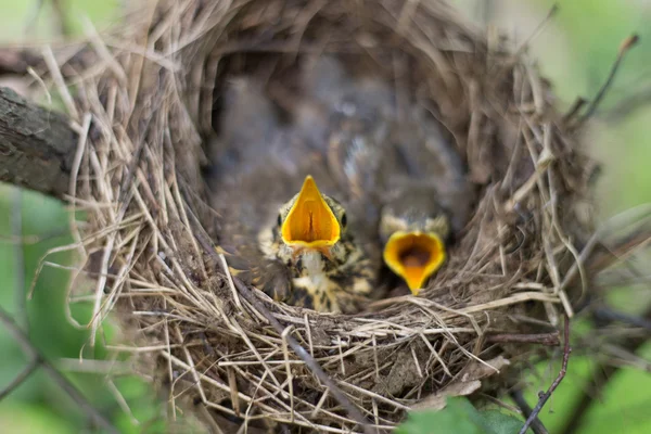 Vogelnest. — Stockfoto