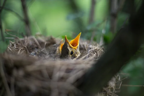 Nido d'uccello . — Foto Stock