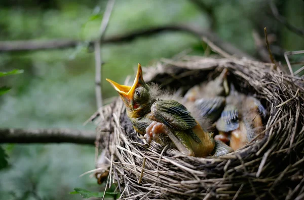 Vogelnest. — Stockfoto