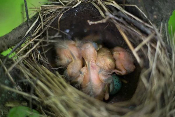 Vogelnest. — Stockfoto