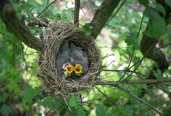 Птичье гнездо . — стоковое фото