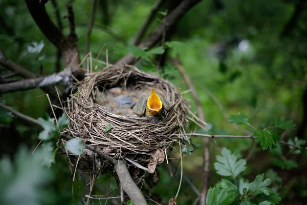 Vogelnest. — Stockfoto