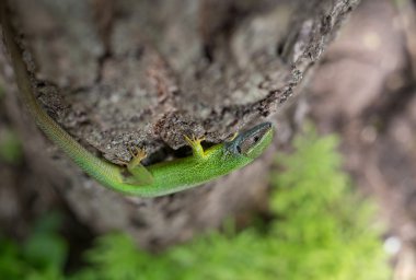 Vahşi yeşil kertenkele. 