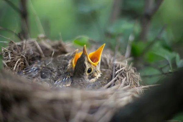 Vogelnest. — Stockfoto