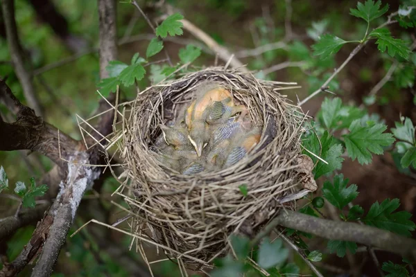 Vogelnest. — Stockfoto