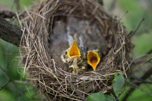 Vogelnest. — Stockfoto