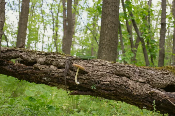 Jaszczurka zielona w środowisku naturalnym. — Zdjęcie stockowe