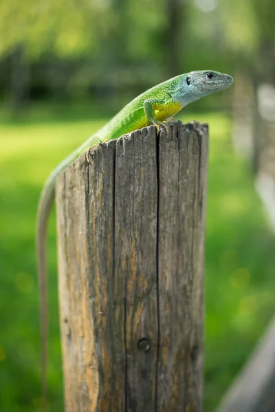Green lizard in the wild. — Stock Photo, Image