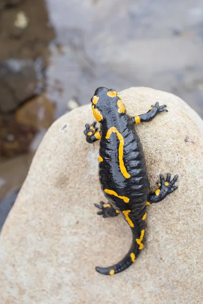 Bela salamandra de fogo na coloração brilhante em co natural — Fotografia de Stock