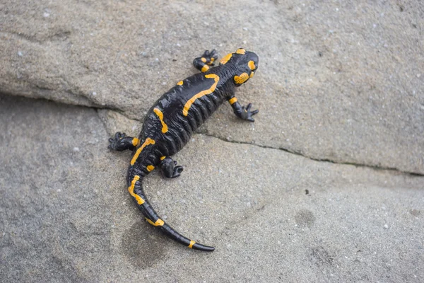 Bela salamandra de fogo na coloração brilhante em co natural — Fotografia de Stock