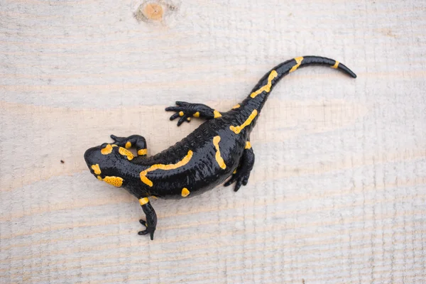 Beautiful fire salamander in the bright coloration in natural co — Stock Photo, Image
