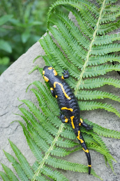 Belle salamandre de feu dans la coloration lumineuse en co naturel — Photo