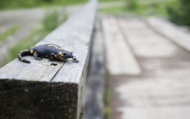 Parlak rengi doğal co güzel ateş semender