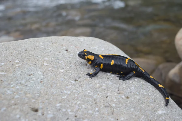 Belle salamandre de feu dans la coloration lumineuse en co naturel — Photo