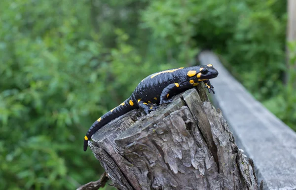 Beautiful fire salamander in the bright coloration in natural co — Stock Photo, Image