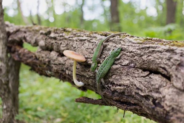 Lagarto verde na natureza . — Fotografia de Stock