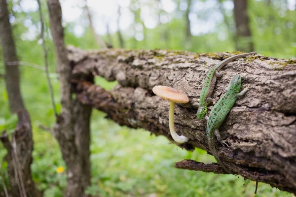 Lagarto verde na natureza . — Fotografia de Stock