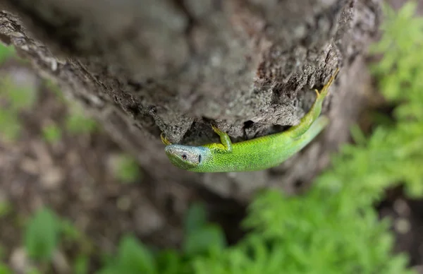 Green lizard in the wild. — Stock Photo, Image