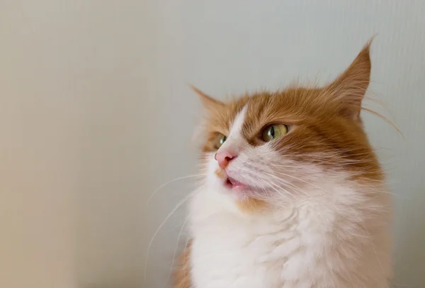 Gato vermelho bonito em casa no início da manhã . — Fotografia de Stock