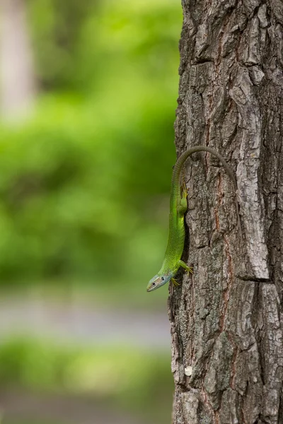 Green lizard in the wild. — Stock Photo, Image