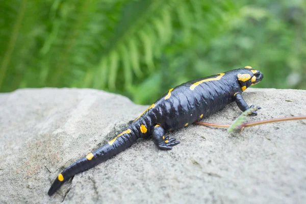 Belle salamandre de feu dans la coloration lumineuse en co naturel — Photo