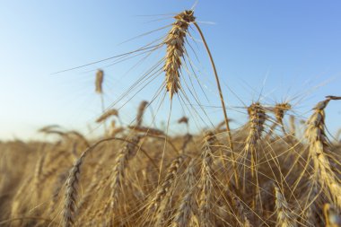 Olgun altın buğday kulakları daha önce hasat.
