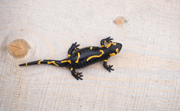 Belle salamandre de feu dans la coloration lumineuse en co naturel — Photo