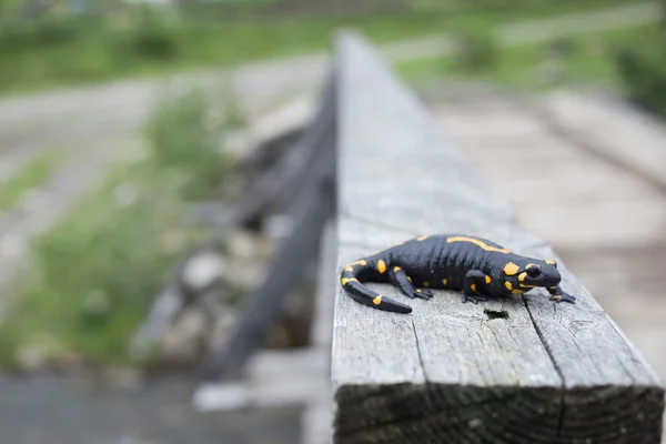 Belle salamandre de feu dans la coloration lumineuse en co naturel — Photo