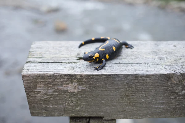 Bela salamandra de fogo na coloração brilhante em co natural — Fotografia de Stock