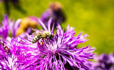 Çiçeklerin açtığı bir tarlada, çiçekli bir arıyla.