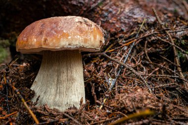 Dağ ormanında beyaz mantar. Mantarlı nemli orman.