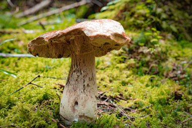 Sonbaharda kozalaklı bir ormanda kavak mantarı avlamak..