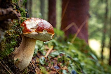 Sonbaharda kozalaklı bir ormanda kavak mantarı avlamak..