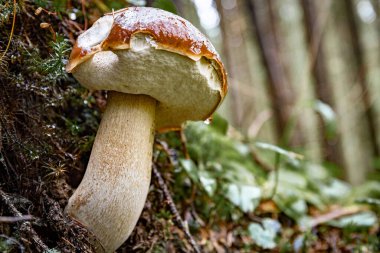 Sonbaharda kozalaklı bir ormanda kavak mantarı avlamak..