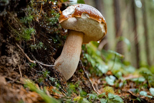Sonbaharda kozalaklı bir ormanda kavak mantarı avlamak..