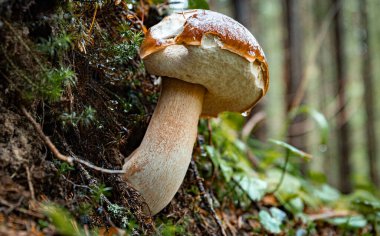 Sonbaharda kozalaklı bir ormanda kavak mantarı avlamak..