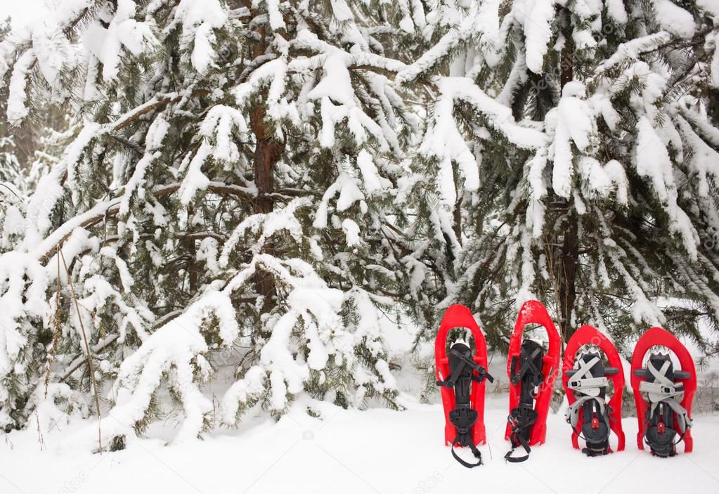 Snowshoes in the forest.