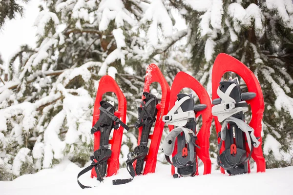 Sapatos de neve na floresta . — Fotografia de Stock