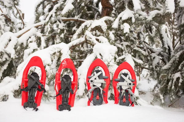 Snowshoes in the forest. — Stock Photo, Image