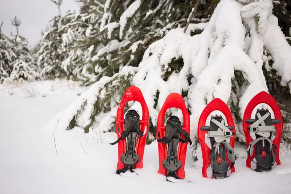 Sapatos de neve na floresta . — Fotografia de Stock