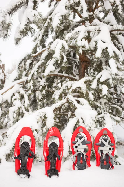 Raquetas de nieve en el bosque . —  Fotos de Stock