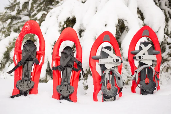 Ormanda kar ayakkabıları. — Stok fotoğraf