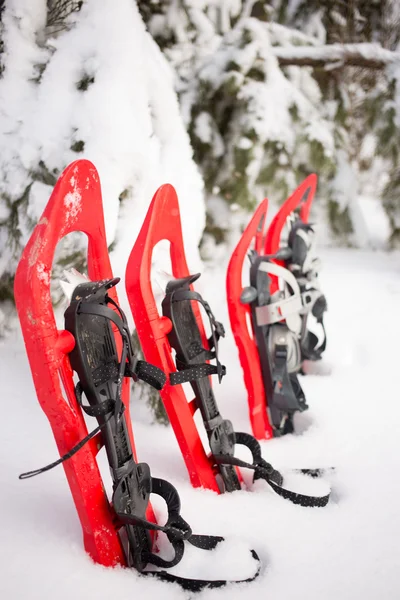 Raquetas de nieve en el bosque . —  Fotos de Stock