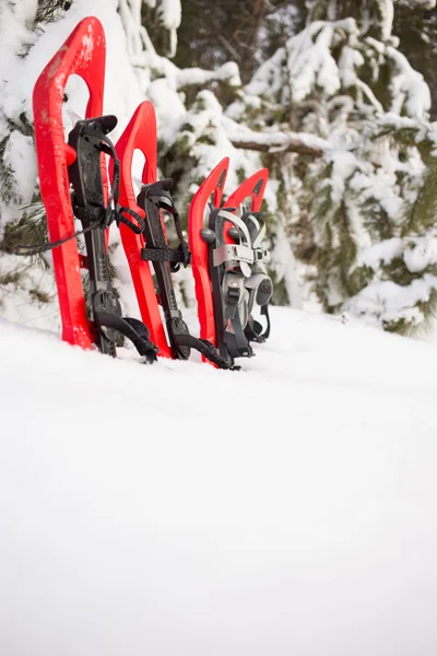 Sapatos de neve na floresta . — Fotografia de Stock