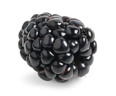 Taze böğürtlen izole