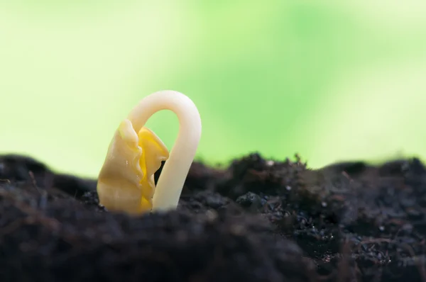 Pequeña planta que crece en el suelo — Foto de Stock