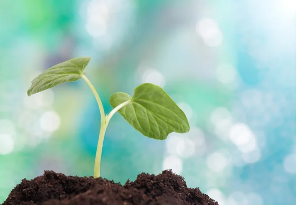 Pequeña planta creciendo en el suelo — Foto de Stock