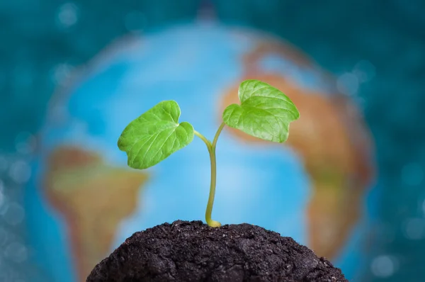 Planeta Tierra detrás de una planta en crecimiento — Foto de Stock