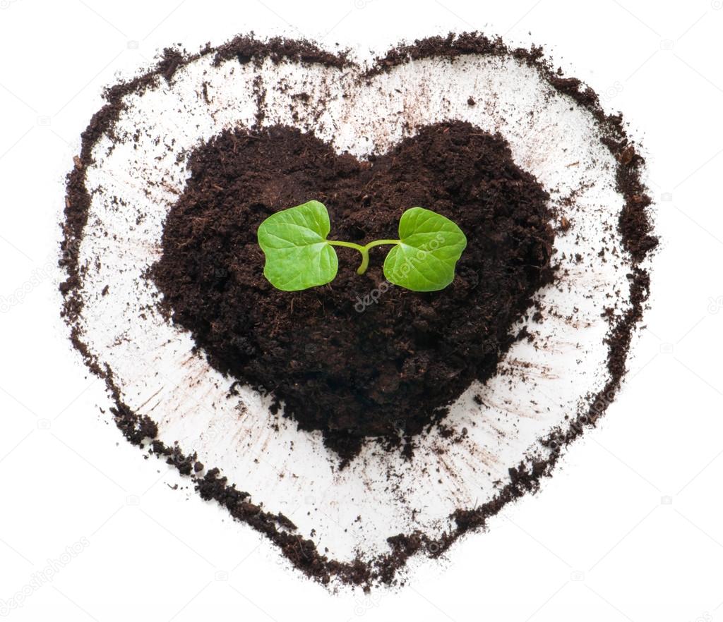 Plant growing out of a heart shaped soil. 