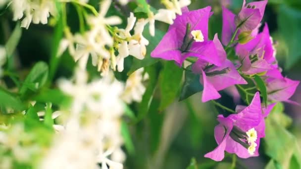 Thorny ornamental vines — Stock Video